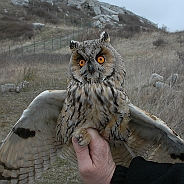 Hornuggla, Sundre 20060426